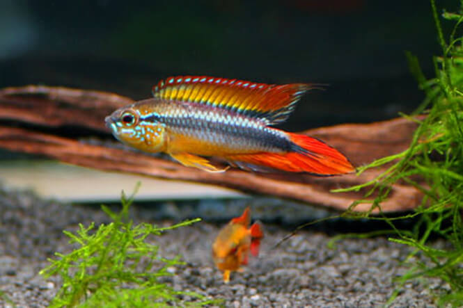 Apistogramma Agassizii swimming in an aquarium