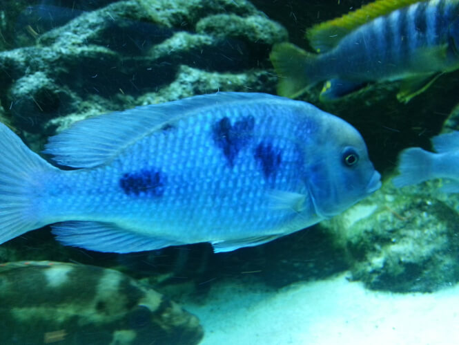 a Blue Dolphin Cichlid