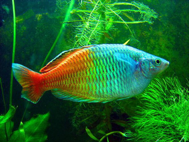 Boeseman's rainbowfish