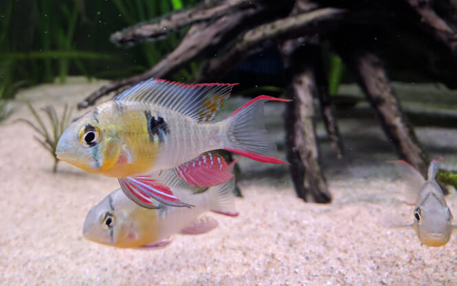 A group of Bolivian Ram Cichlids