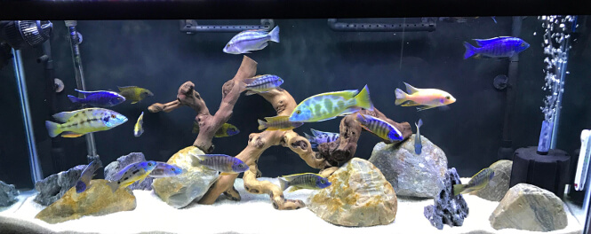 A diverse community aquarium with colorful Cichlid fish