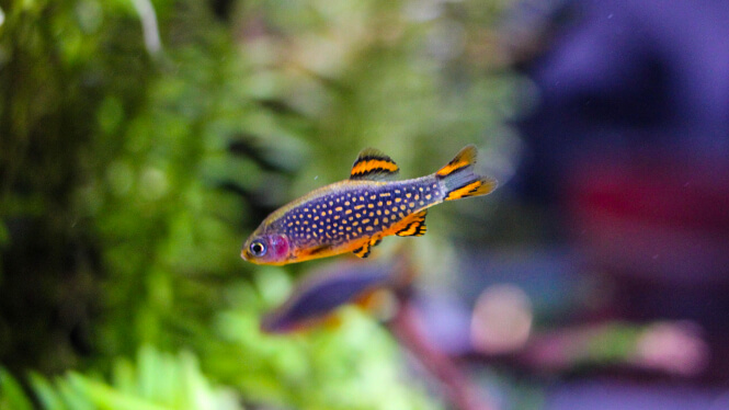 A brightly-colored Celestial Pearl Danio