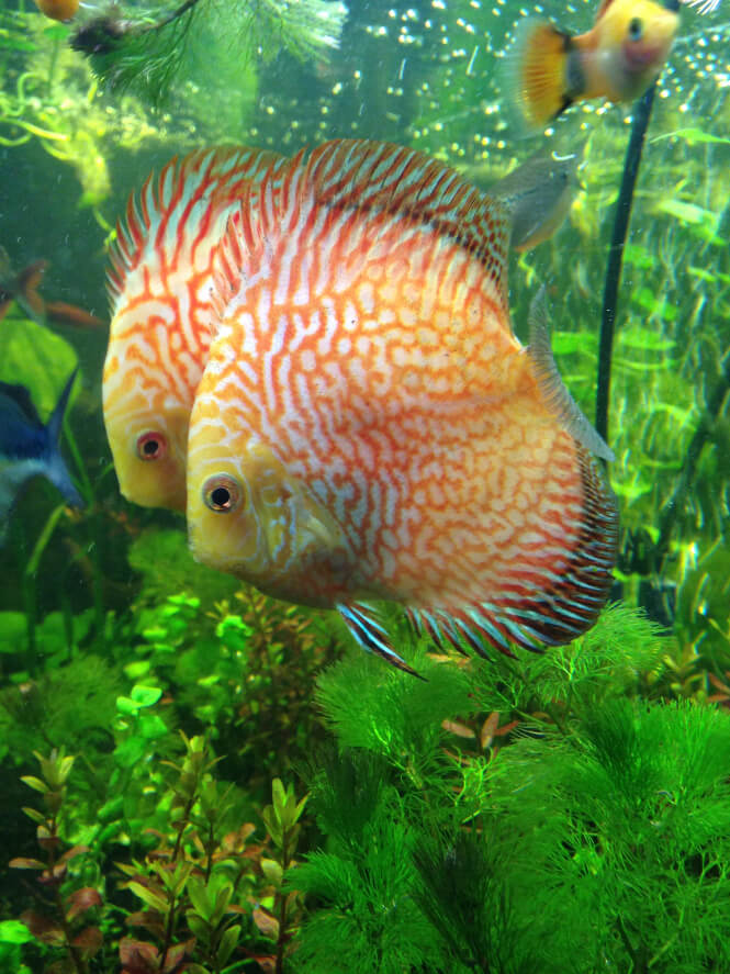 Two Checkerboard Discus Fish