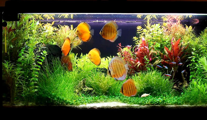 Multiple Discus fish in a large aquarium