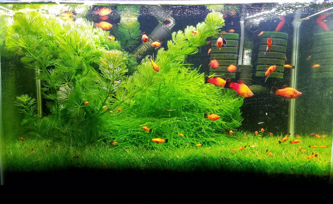 A planted aquarium with Red platy fish