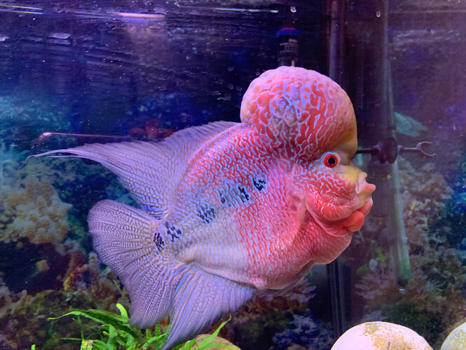 A large Flowerhorn Cichlid