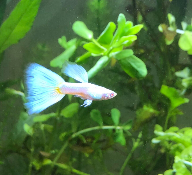 Albino Fancy Guppy