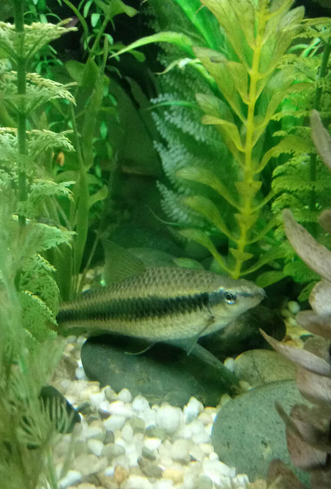 Siamese Algae Eater lurking amidst aquarium vegetation