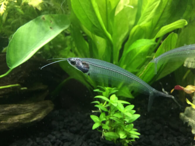 Glass Catfish