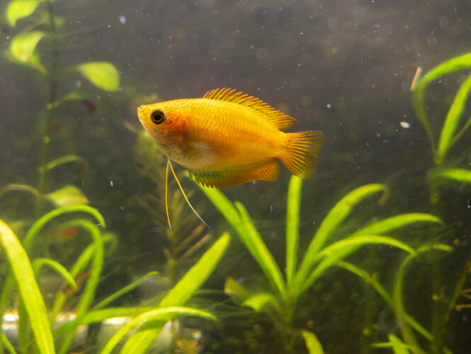 A small Golden Honey Gourami