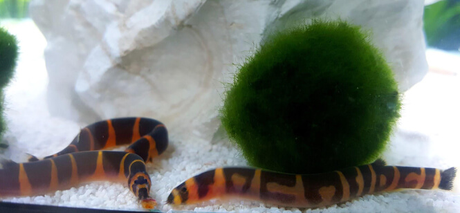 Three Kuhli Loaches