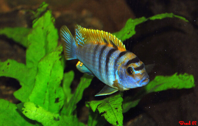 Red Top Hongi Cichlid