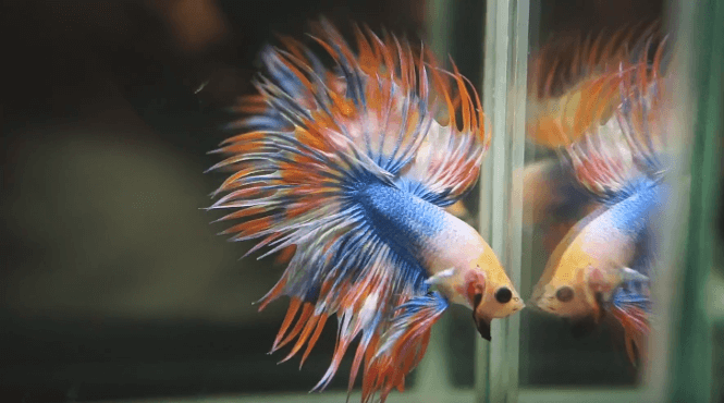 A Crowntail Betta fish