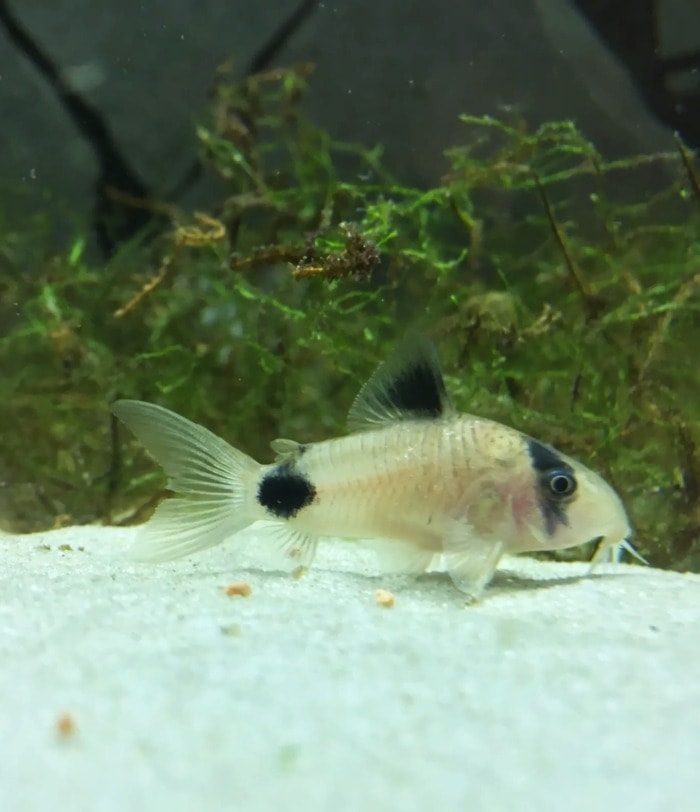 A Panda Cory peacefully resting on white sand in a planted aquarium