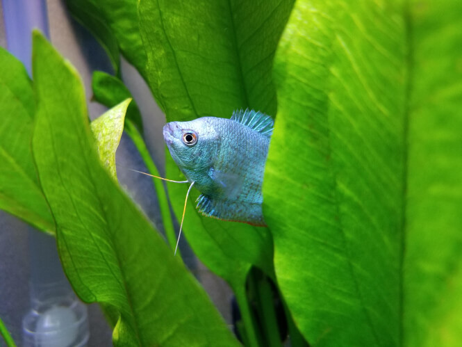 Powder Dwarf Gourami hiding behind a leaf