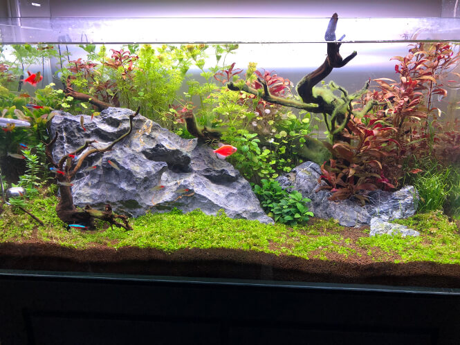 a beautiful planted fish tank