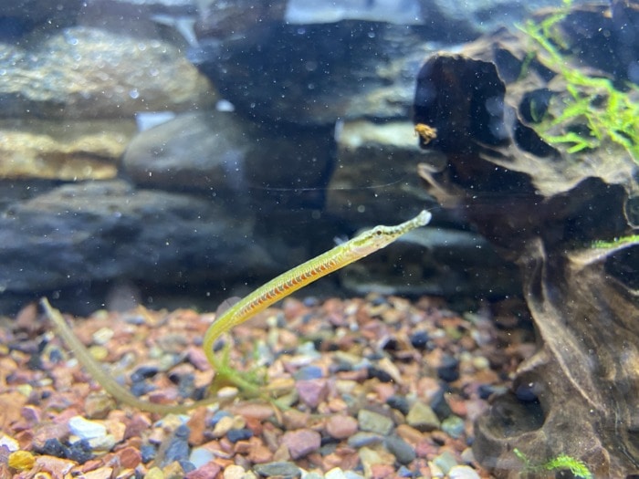 female rainbow belly pipefish not stretching