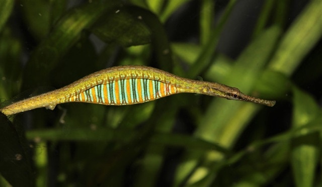 rainbow belly pipefish