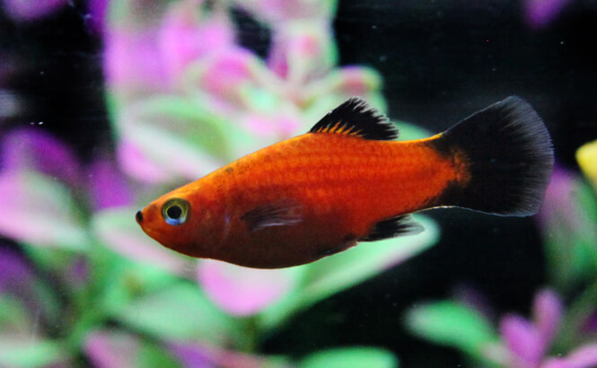 A close-up of a Red Wagtail Platy