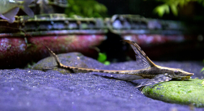 Royal Whiptail Catfish