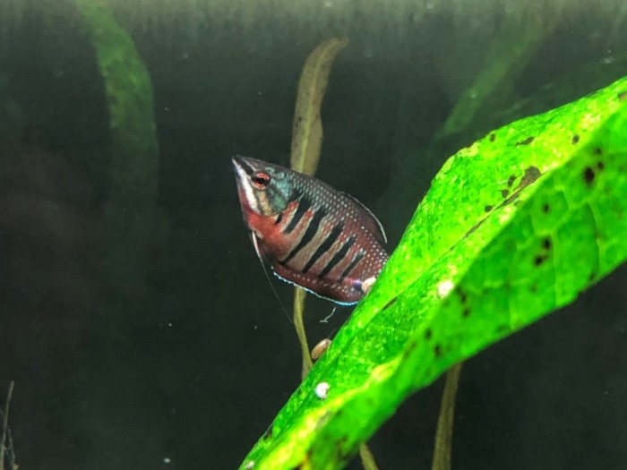 A stunning-looking Samurai Gourami specimen swimming behind a green leaf in an aquarium