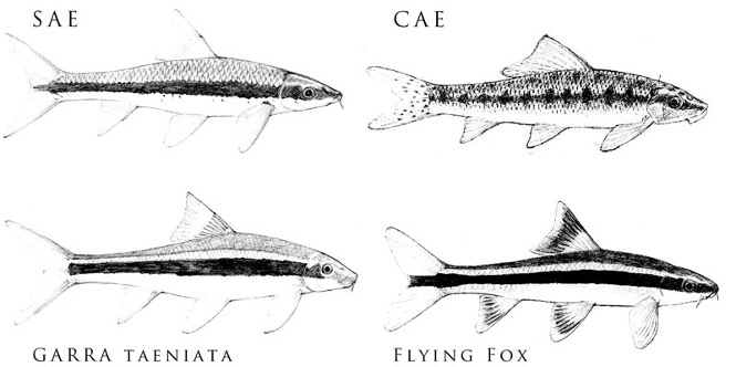 Visual comparison between Siamese Algae Eater, Chinese Algae Eater, Flying Fish, and Cambodian Logsucker
