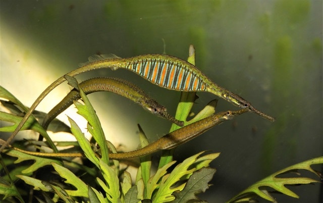 three rainbow belly pipefish