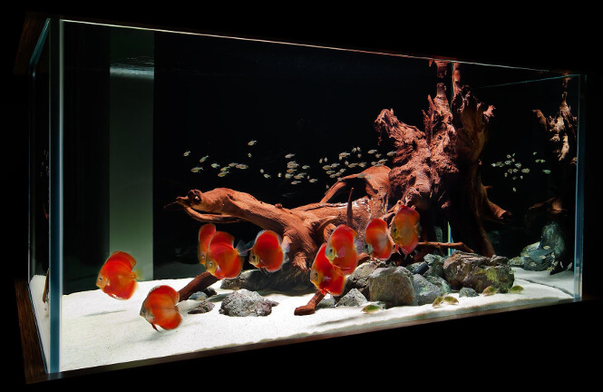 A species-only aquarium with red Discus fish