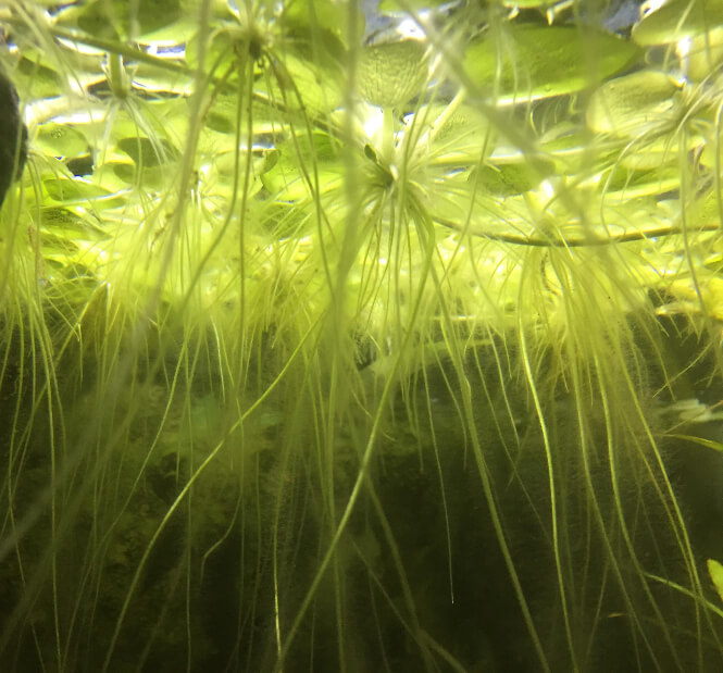 amazon frogbit