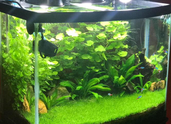 Brazilian Pennywort floating in aquarium