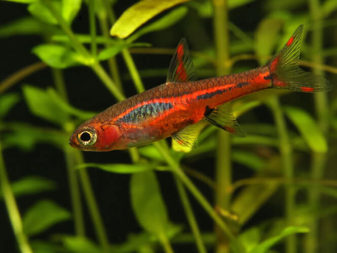 Close up of a small red Chili Rasbora