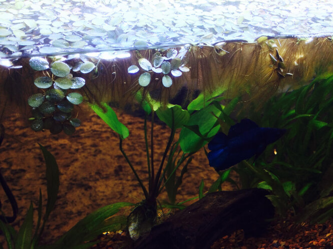 Water spangles floating on top of aquarium water column