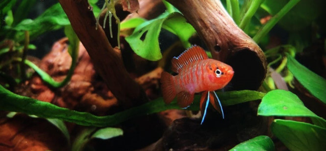 Dario Dario surrounded by aquarium vegetation