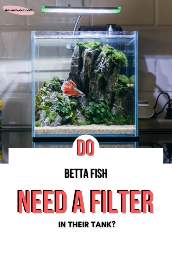 Do Betta Fish Really Need a Water Filter in Their Tank?