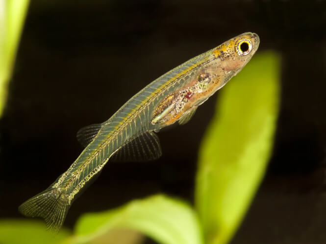 a small Dracula Minnow