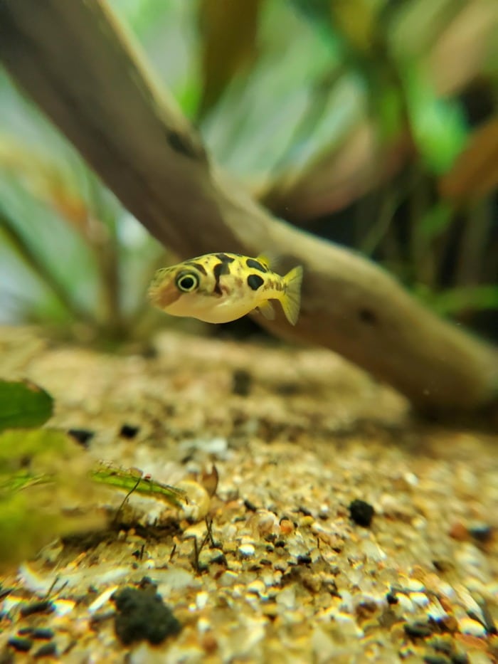 A Dwarf Pea Puffer swimming close to the aquarium’s substrate and near driftwood