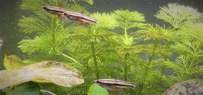 A group of Dwarf Pencilfish schooling together