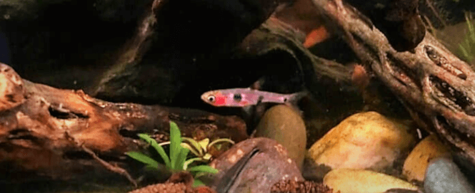 Dwarf Rasbora from up-close