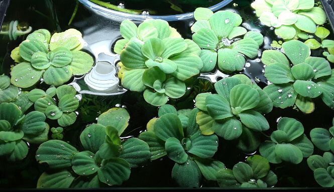 Dwarf water lettuce on top of aquarium water surface