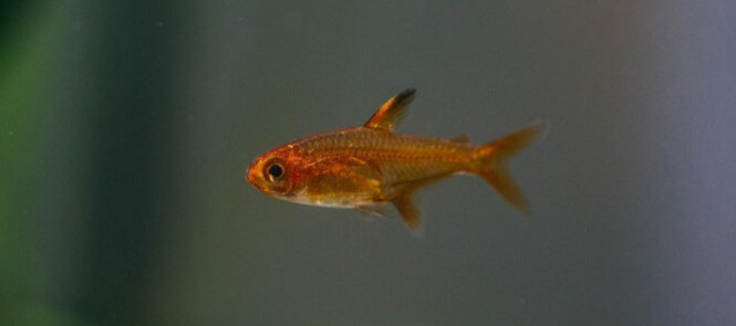 Ember Tetra fish