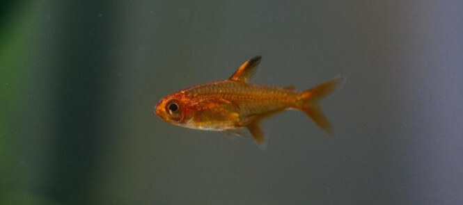 Goldfish and Tetras: The Odd Couple of the Fish World