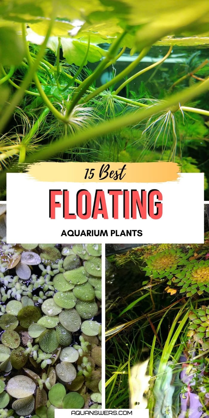 17 Floating Aquarium Plants for Beginner Freshwater Aquarists Aquanswers