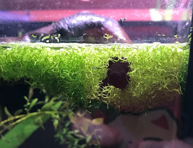 Floating Crystalwort aquarium plant