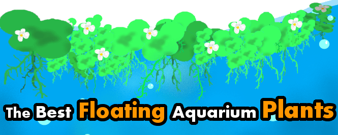 floating aquarium plants header