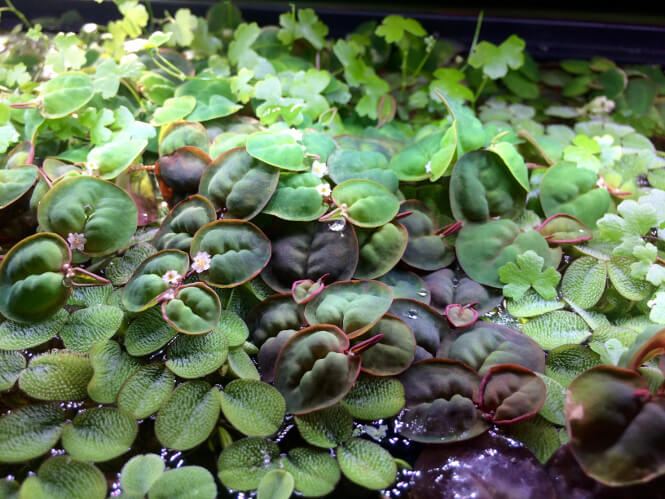 flowering red root floater