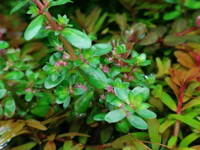 A close-up of a flowering Rotala Indica