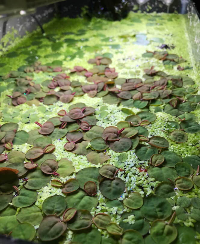 Combination of floating plants in an aquarium.