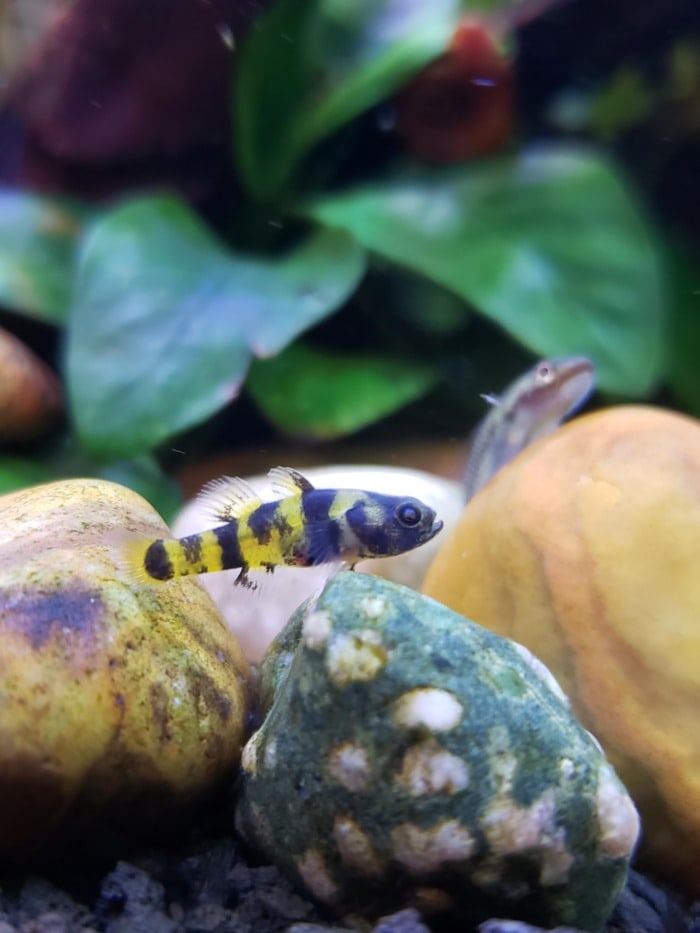Small Bumblebee Goby swimming near brightly colored rocks