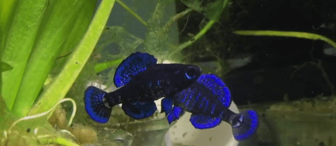 Two Pygmy Sunfish with neon blue colors