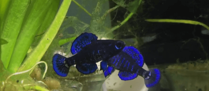 blue cold water fish